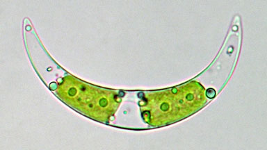 Closterium incurvum